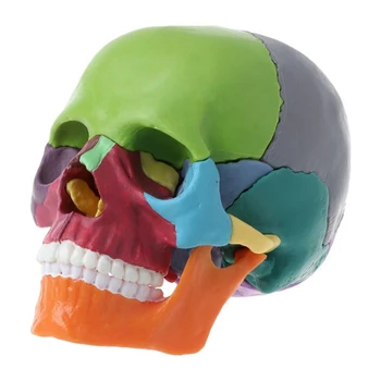 15 шт./компл. Набор моделей черепа в разобранном виде, Цветная анатомическая модель черепа, съемный учебный инструмент