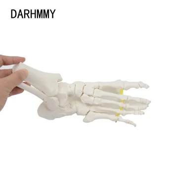 DARHMMY Гибкая модель кости стопы Анатомия человеческого скелета Медицинский Учебный инструмент Образовательное оборудование модель сустава в натуральную величину