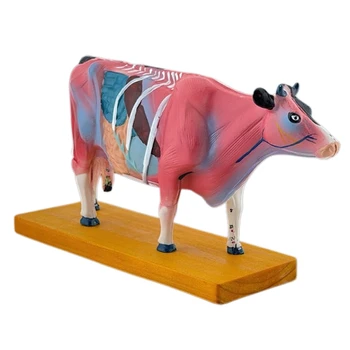 Анатомическая модель крупного рогатого скота для больничной лаборатории, обучающий реквизит, модель анатомии коровы