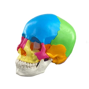 Анатомическая модель черепа человека в разобранном виде, Анатомическая модель человеческих органов, Съемная научная анатомическая модель для челнока
