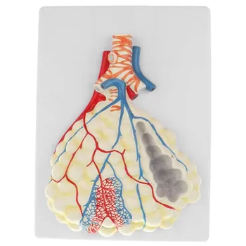 Легочные Альвеолы человека, Анатомическая Модель легких, Учебные Ресурсы по медицинским наукам, Прямая поставка