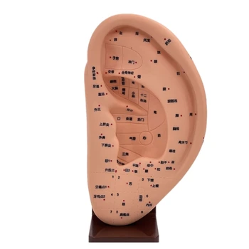 Модель массажа ушей, Массажные инструменты, Анатомическая модель уха, обучающая модель акупунктурной точки уха, обучающая модель дисплея акупунктурной точки уха