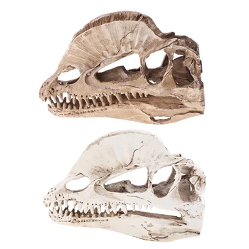 Череп динозавра дилофозавра Поделки из смолы для обучения ископаемому скелету Модель челнока